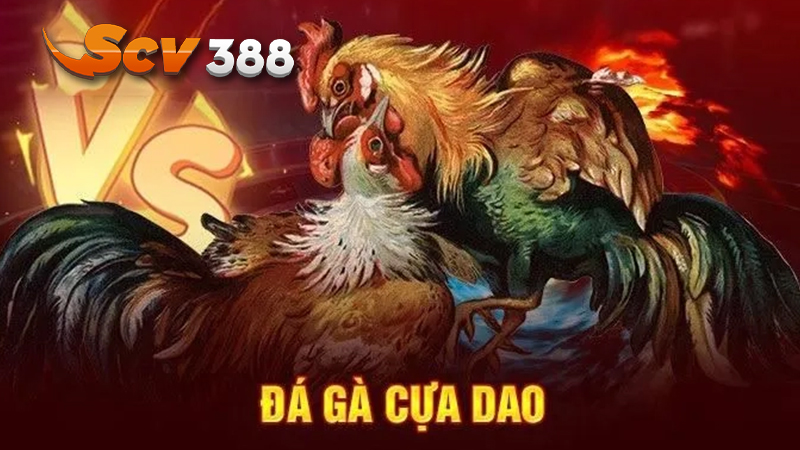 Đá Gà Cựa Dao Sv128