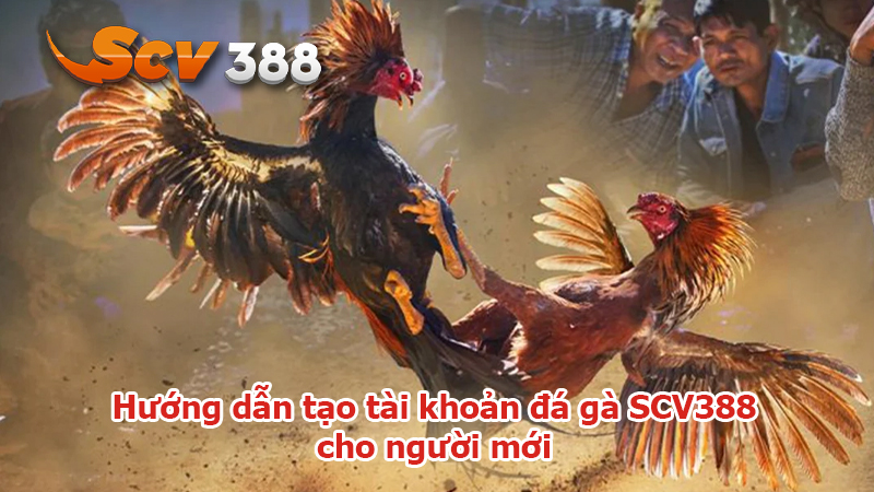 Hướng dẫn tạo tài khoản đá gà SCV388 cho người mới